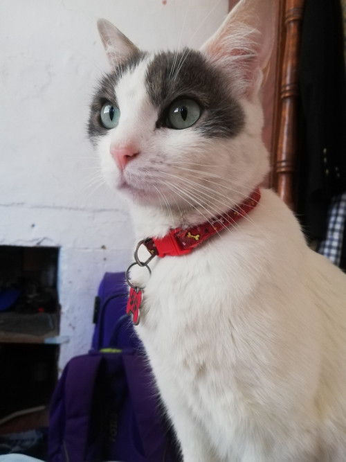 Greta