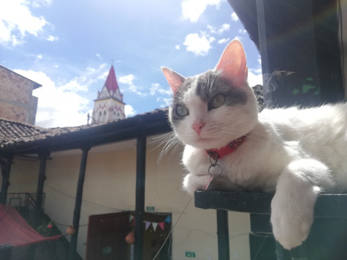 Greta