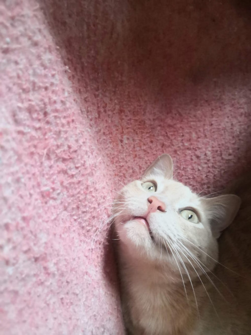 Haru