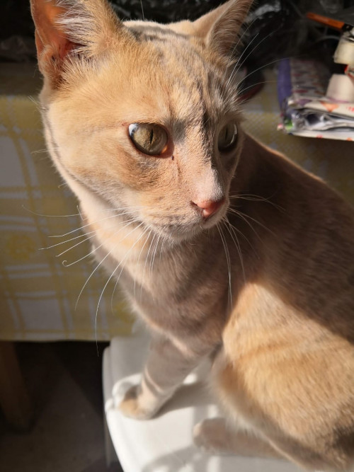 Haru