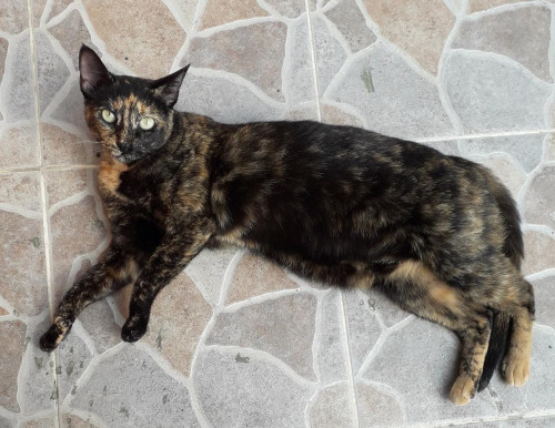 Tita