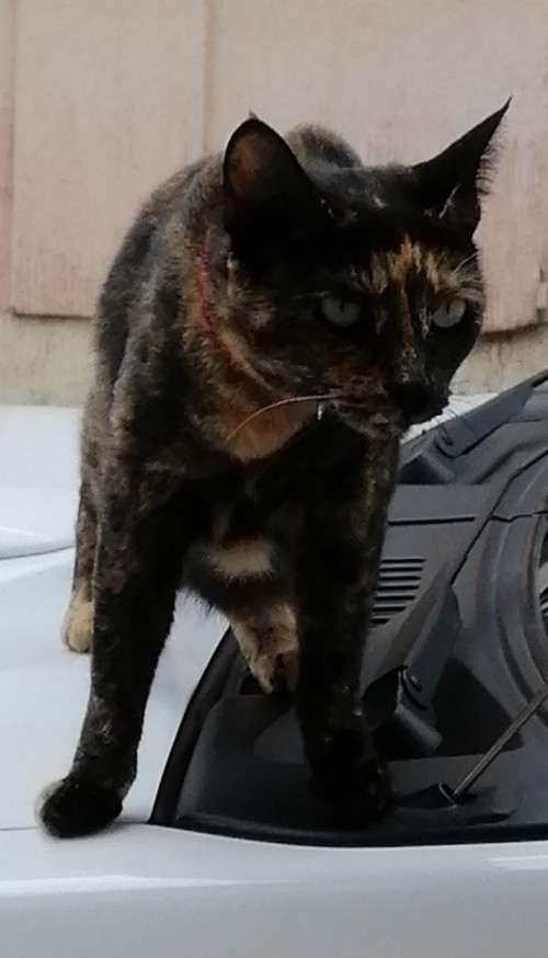 Tita