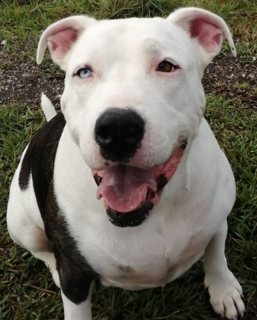 Lyla