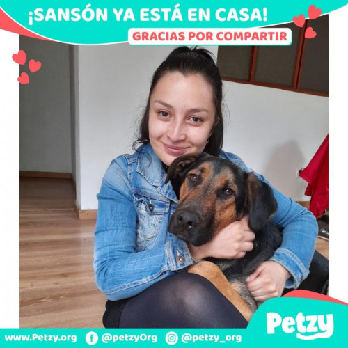 Foto de mascota Sansón