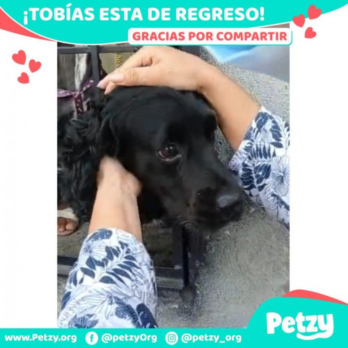 Foto de mascota Tobias