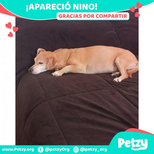 Foto de mascota Nino