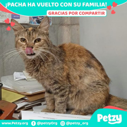 Foto de mascota Pacha