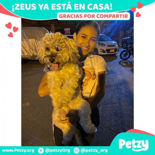 Foto de mascota Zeus