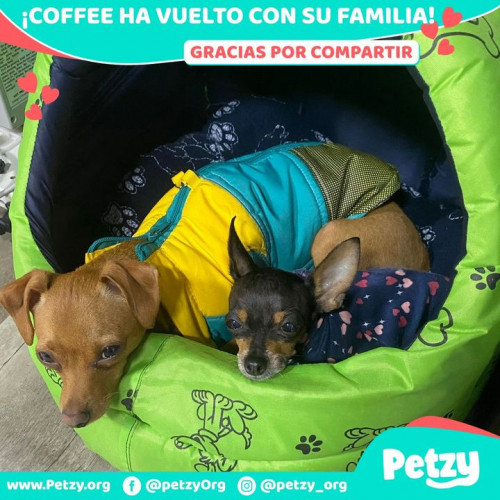 Foto de mascota Coffee