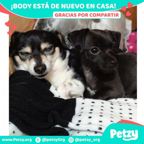 Foto de mascota Body