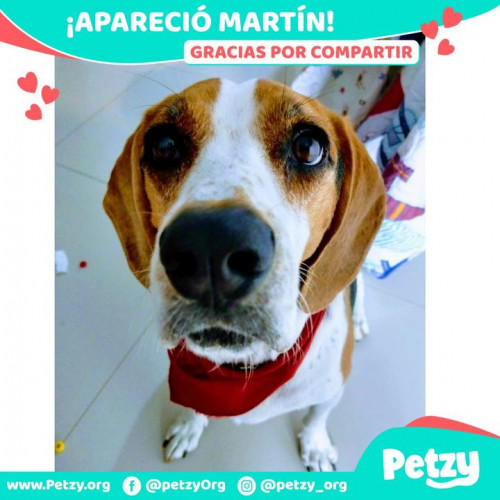Foto de mascota Martin