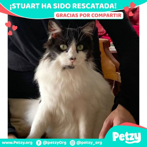 Foto de mascota Stuart