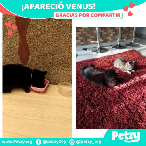 Foto de mascota Venus
