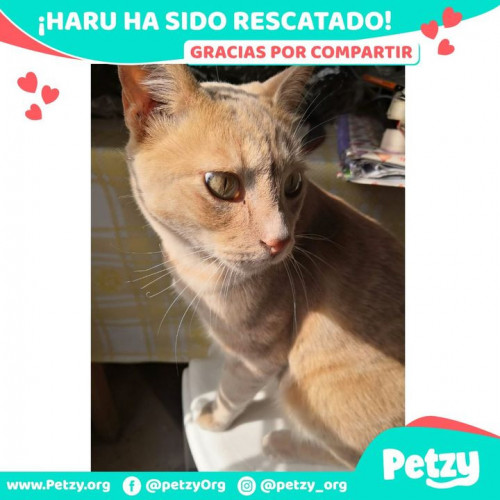 Foto de mascota Haru