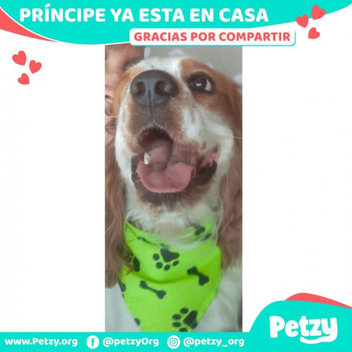 Foto de mascota Principe