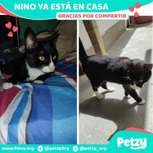 Foto de mascota Nino