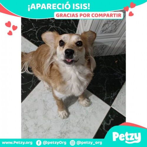 Foto de mascota Isis