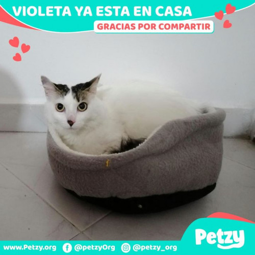 Foto de mascota Violeta