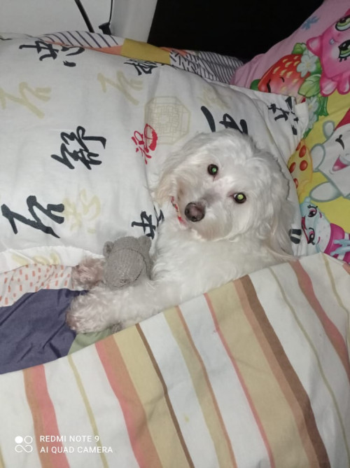 Copito