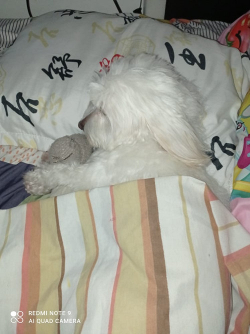 Copito