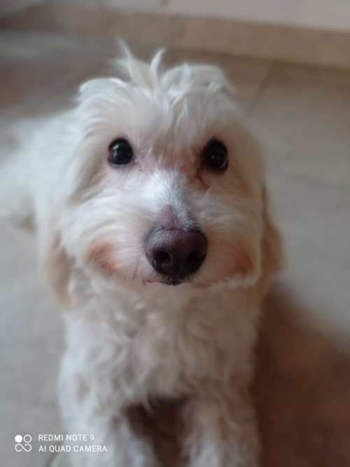 Copito