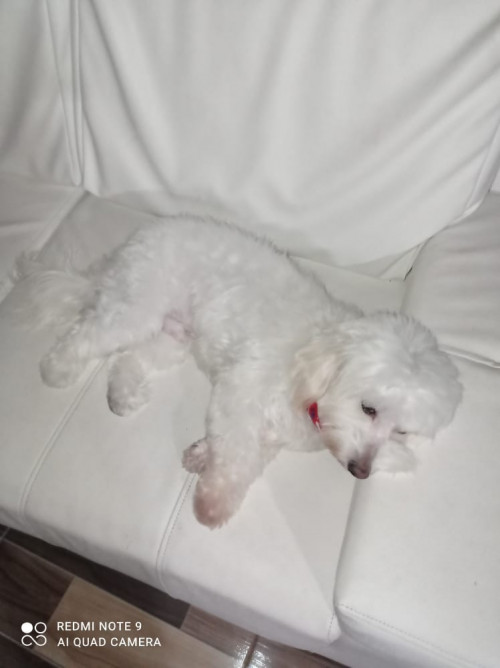 Copito