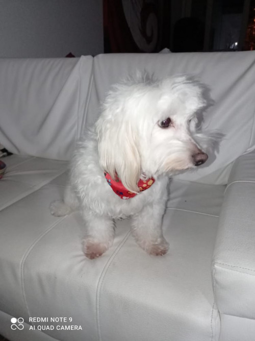 Copito