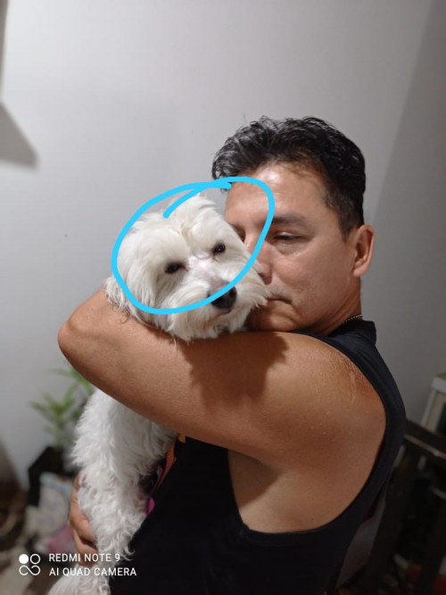 Copito