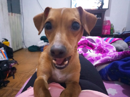 Bruno
