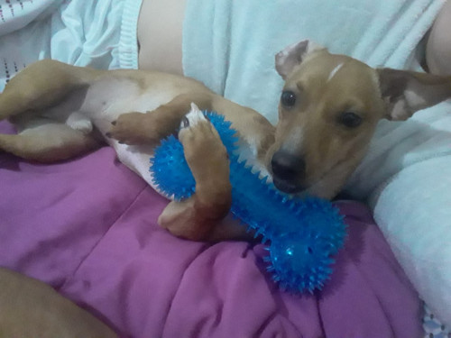 Bruno