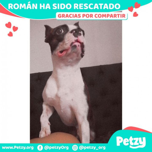 Foto de mascota Román