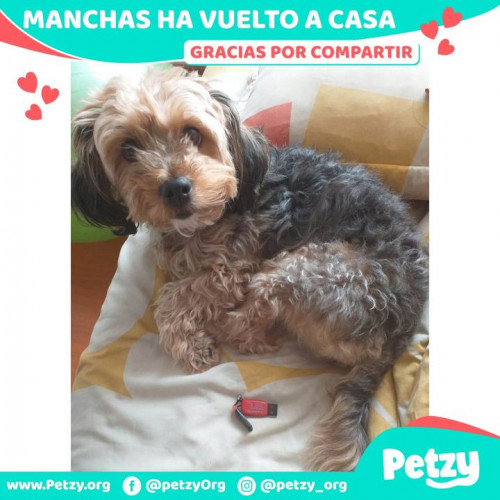 Foto de mascota Manchas