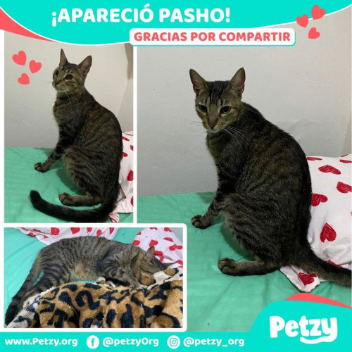 Foto de mascota Pasho