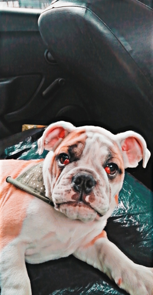 Odin