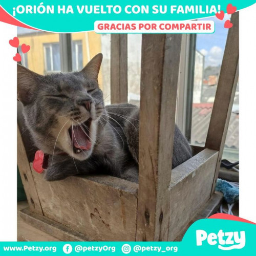Foto de mascota Orión