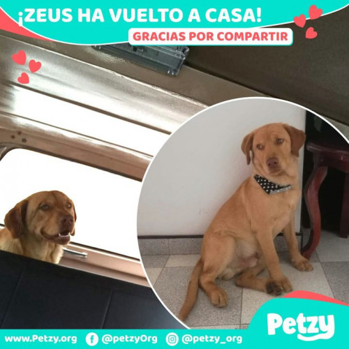 Foto de mascota Zeus