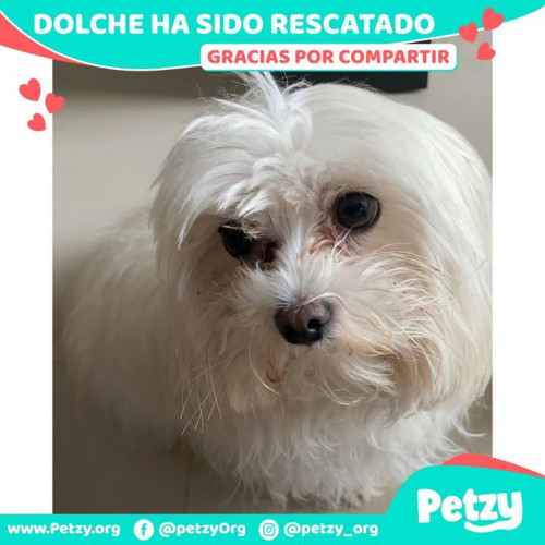 Foto de mascota Dolche