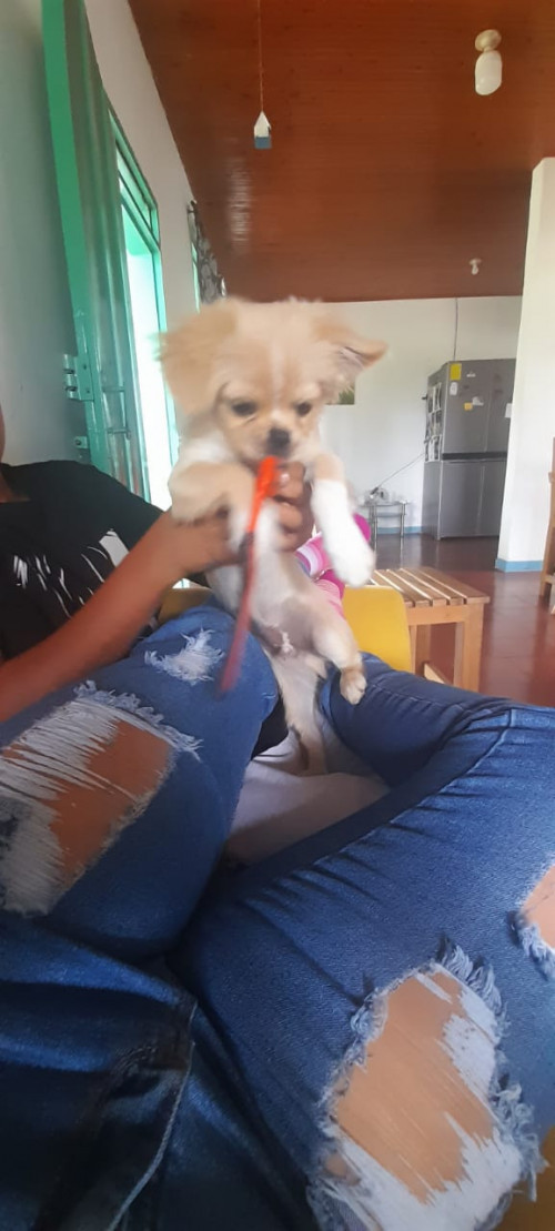 Coco