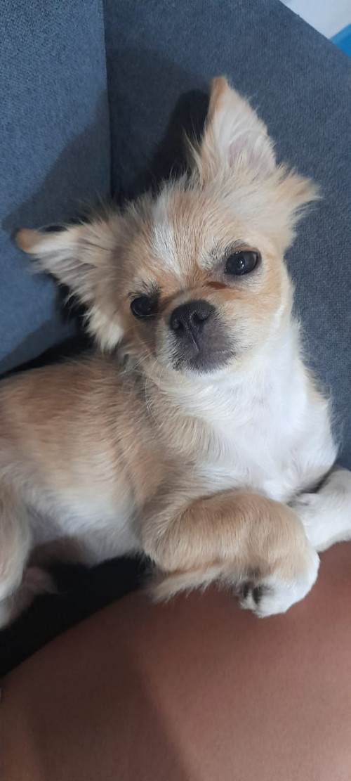 Coco