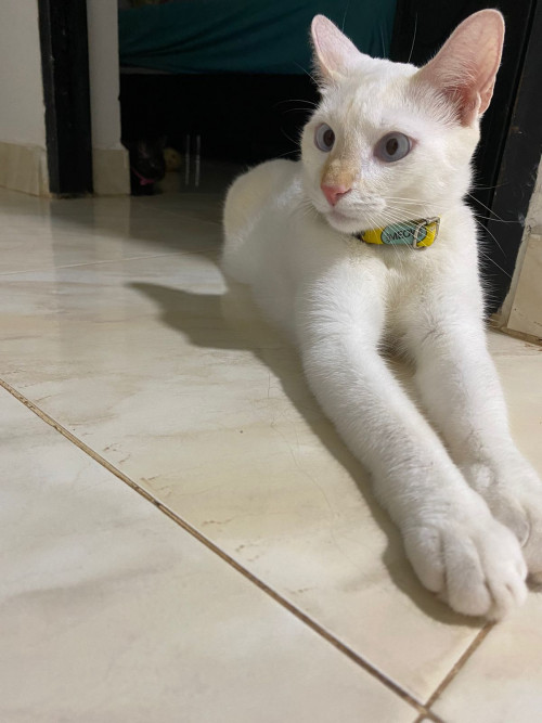 Merlin