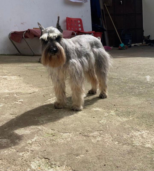 Simon