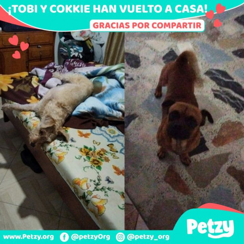 Foto de mascota Tobi Y Cookie