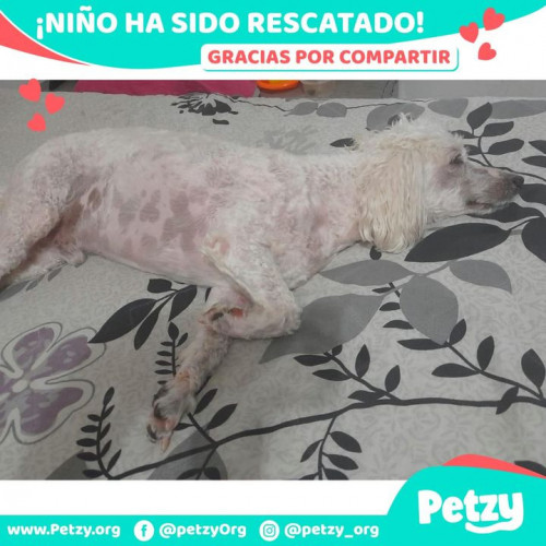 Foto de mascota Niño