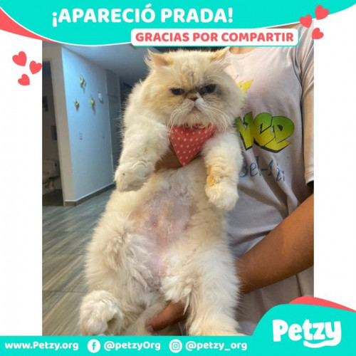 Foto de mascota Prada