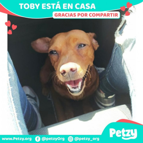 Foto de mascota Toby