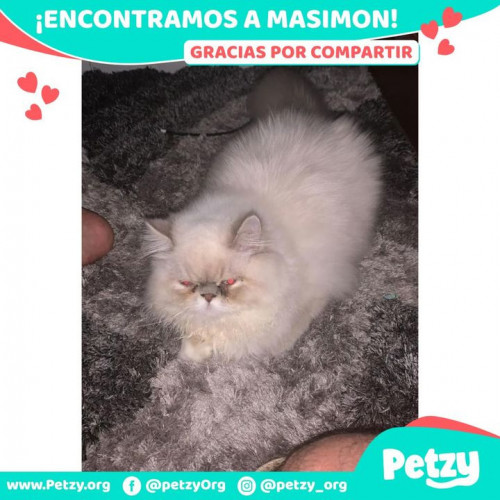 Foto de mascota Masimon