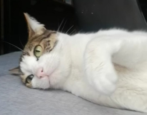 Brutilda