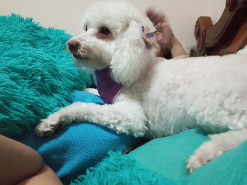 Zoy