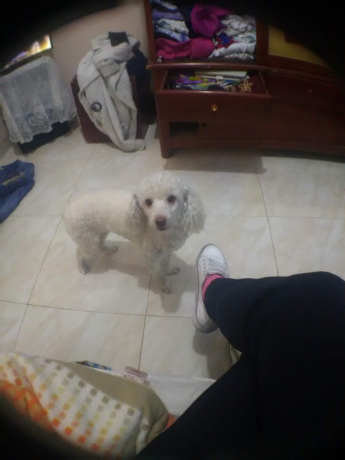 Zoy