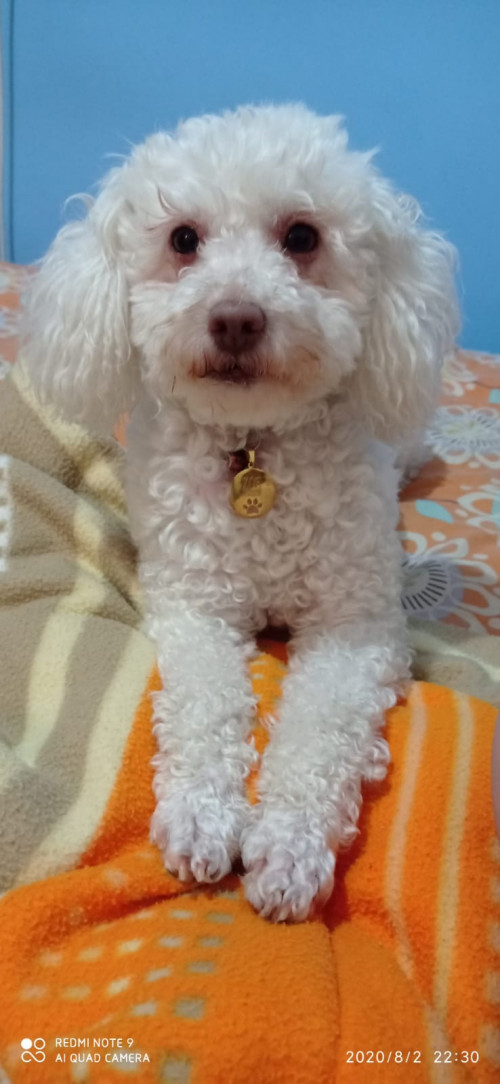 Zoy